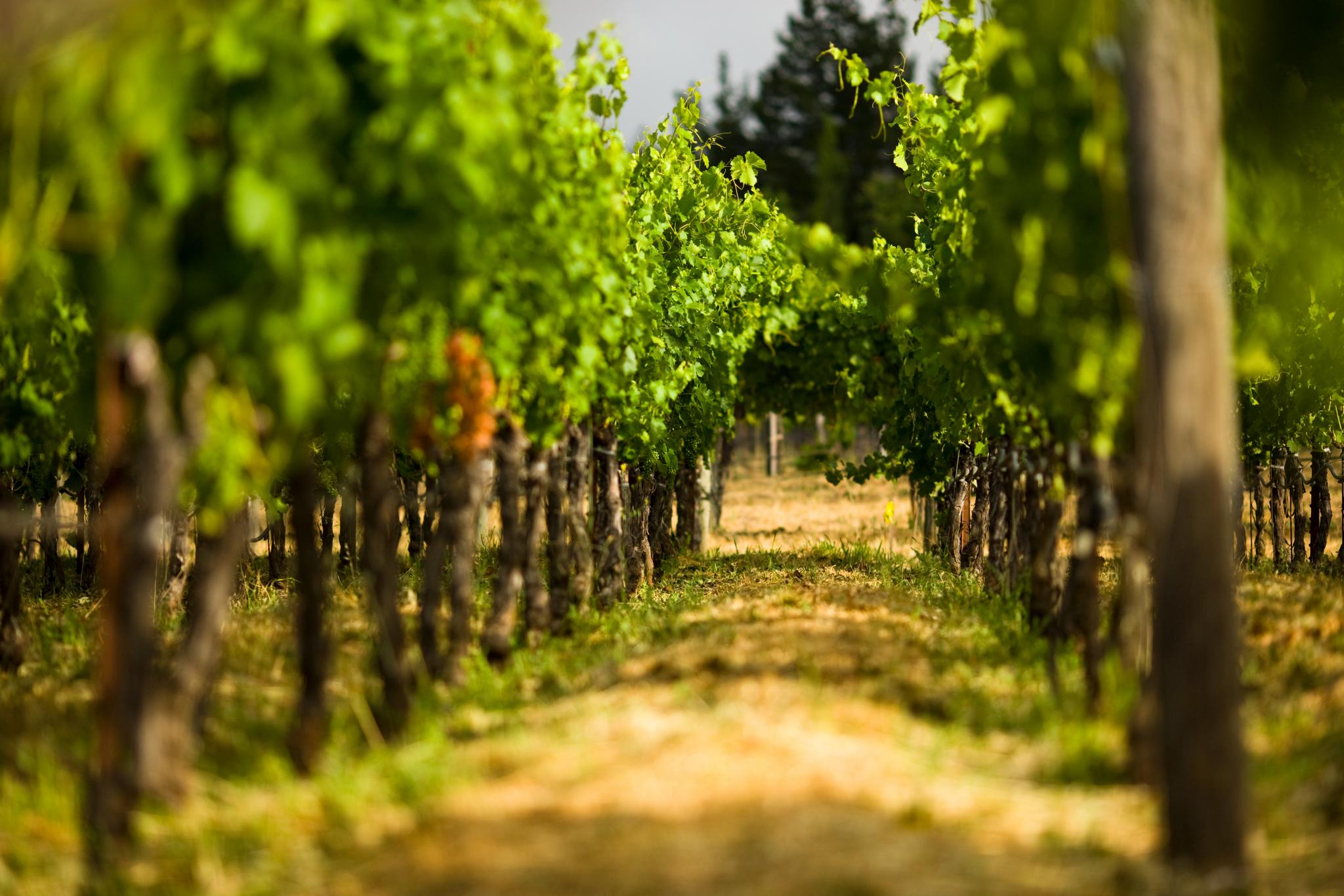 Looking down a vineyard row with grape vines on the left and right.